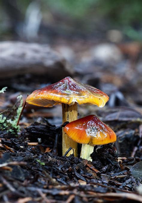 The Witch Hat Mushroom: A Hidden Gem of the Forest